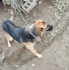 واگذاری سگ ژرمن