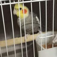 طوطی عروس هلندی سر حال