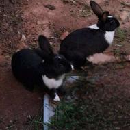 یک جفت خرگوش سالم و زیبا سرحال