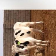 گوساله نر سالم و سرحال