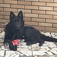 واگذاری سگ 13 ماهه