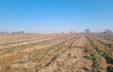 7000 متر باغ پسته ده ساله بارده