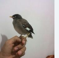 یک عدد مینا شش ماه