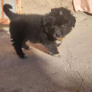 واگذار پاپی سیاه نر