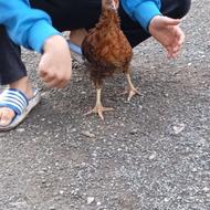 خروس 4یا 5 ماهه گلین معاوضه هم دارم