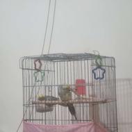 یک جفت عروس هلندی سالم سرحال