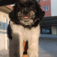 واگذاری سگ شیتزو