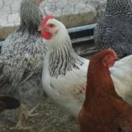 فروش مرغ و خروس گلپایگان و اردک محلی 6ماهه