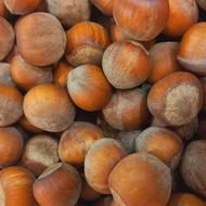 فروش فندوق شمال