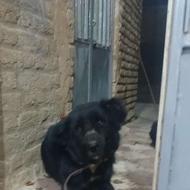 ماده لاس سیاه