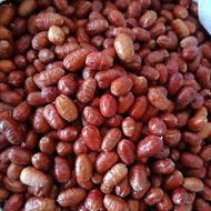 سنجد نرم میانه