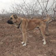 سگ سرابی شش دانگ