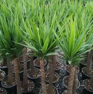 یوکا بن سای