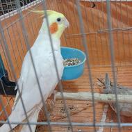 جفت عروس هلندی