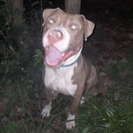 سگ پیتبول نر واگذاری