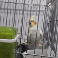 عروس هلندی جوجه چند ماهشه دوستان خیلی زیبا بازدید ملایر