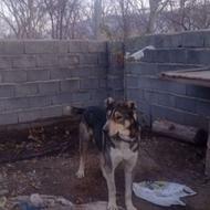 سگ نر 11ماهه محلی