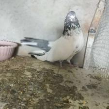 کبوتر تزئینی