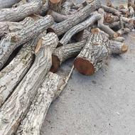 خریدار چوب گردو سنوبر توت و ...