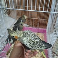 جوجه عروس هلندی