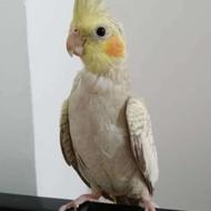 دوتا جوجه عروس هلندی