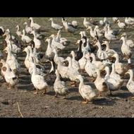 فروش اردک محلی