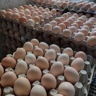 تخم مرغ محلی