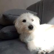 واگذاری سگ شیتزو تریر آموزش دیده