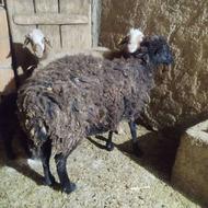 گوسفند بره بز