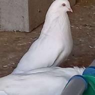 کبوتر مست قورقوری