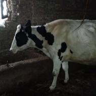 گاو خوش خراک