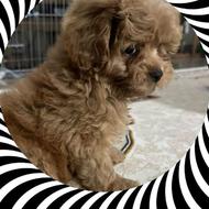 واگذاری سگ پودل