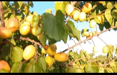 فروش یک هکتار باغ بادام جاده تیران به سامان