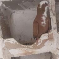 ساری عرب نر رنگ عالی وقرمز مایا