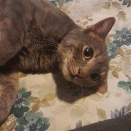 گربه رایگان ....