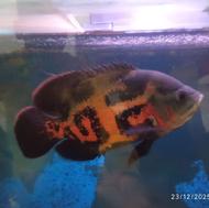 آکواریوم با ماهی و لوازم