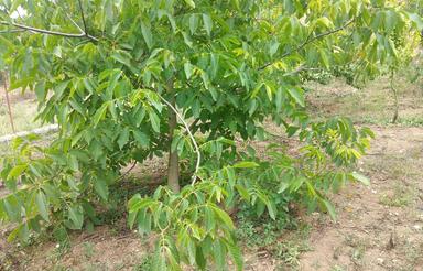 2000 متر باغ گردو گلابی