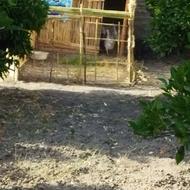 غاز محلی و قو غاز