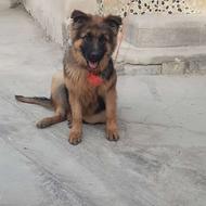 ژرمن توله 6 ماهه واگذاری