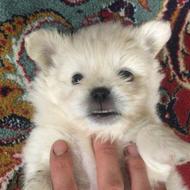 واگذارتوله دوماه نیم پیکنیز امپریال