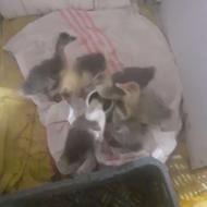 جوجه غاز دورگه لیندا 19 روزه 310