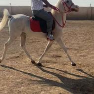 اسب واگذاری