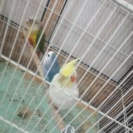 عروس هلندی رام و دستی