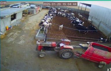 گاوداری صنعتی