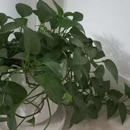 گلدان ارتفاع 130