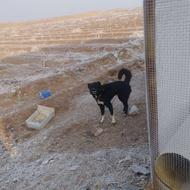 واگذاری سگ عالی گله زرنگ