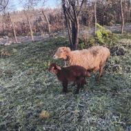 گوسفند بره ماده