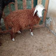 گوسفند بره با مادرش