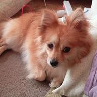 واگذاری پامر میکس روباهی یه ساله