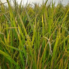 برنج با عطری متفاوت از دل شالیزارهای شمال